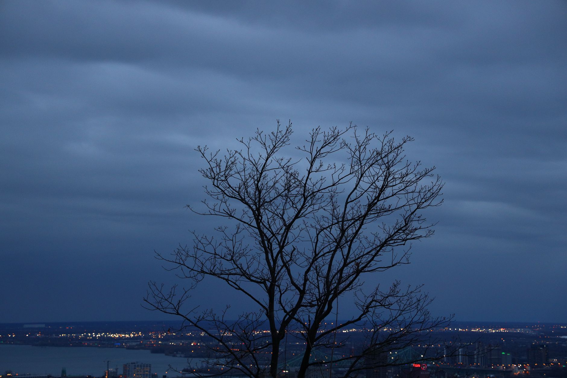 A leafless tree silhouette against a moody Montreal cityscape during twilight.
